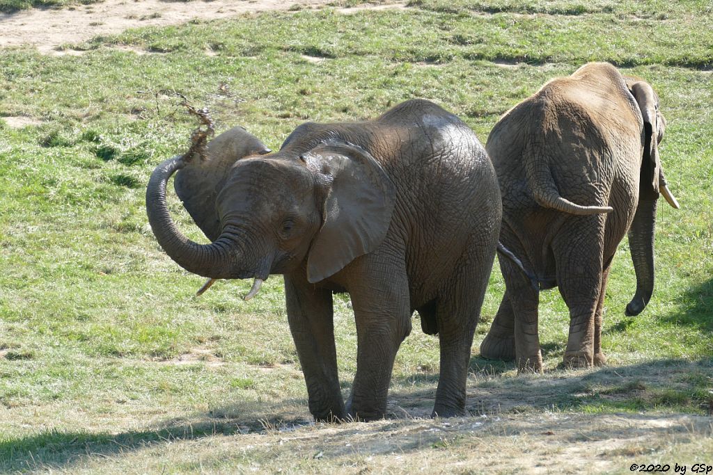 KARIBA, LILAK