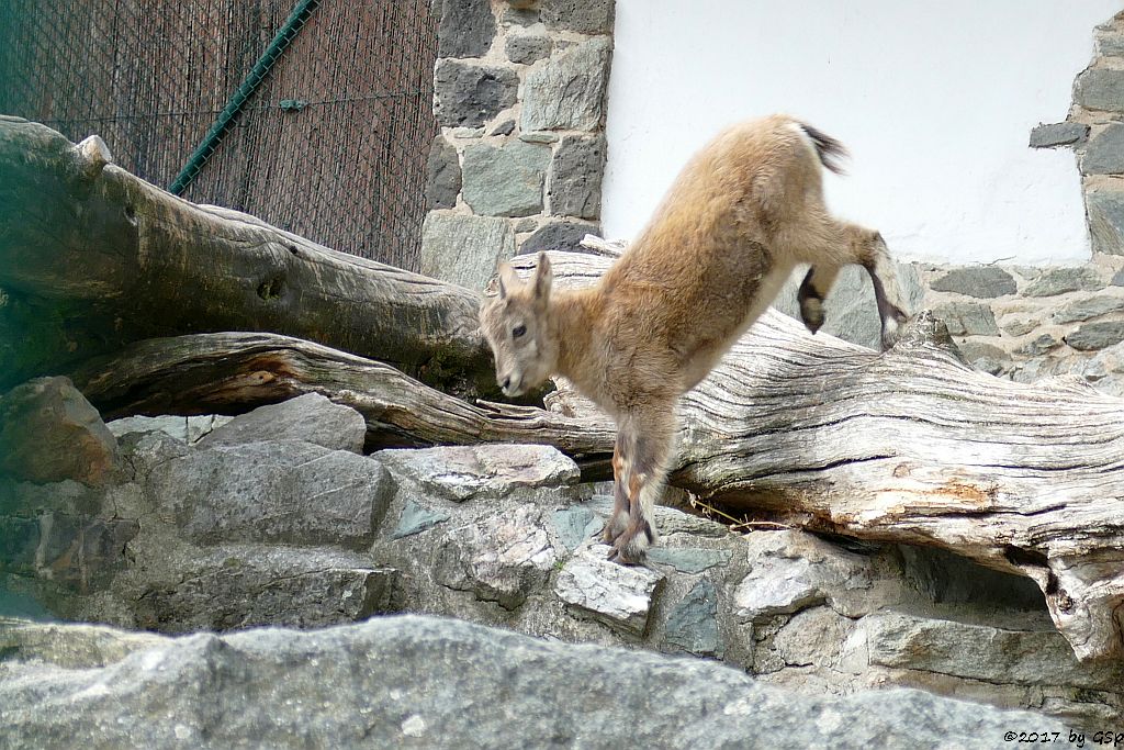 Westkaukasischer Steinbock (Kuban-Tur)