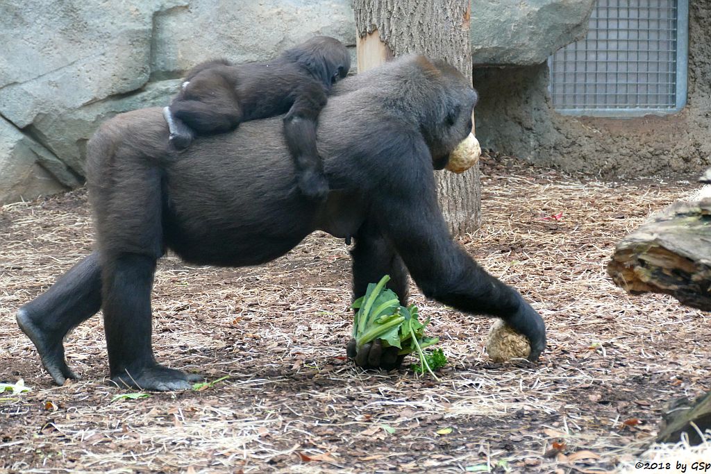 Flachlandgorilla DIAN mit XETSA