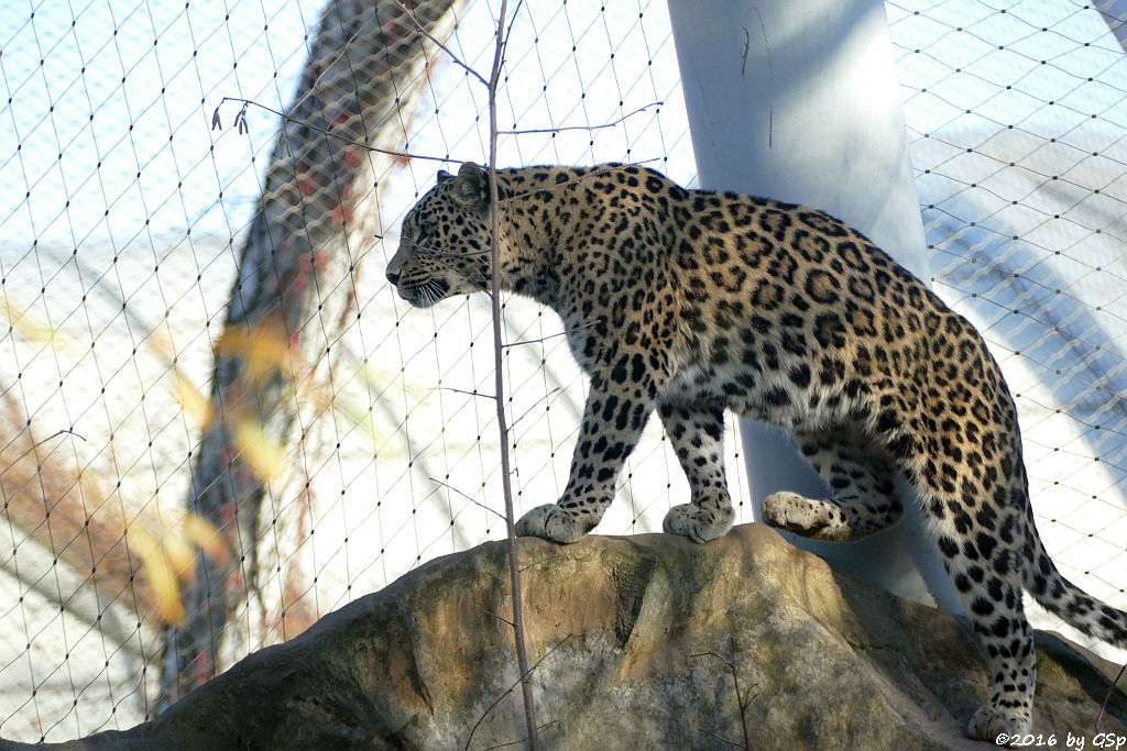 Nordpersischer Leopard (Afghanischer Leopard)