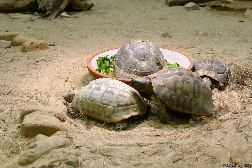 Maurische Landschildkröte