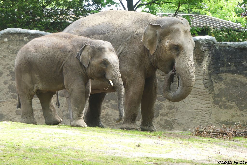 RAJ, KANDY