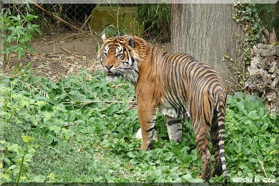 Sumatratiger IBAN