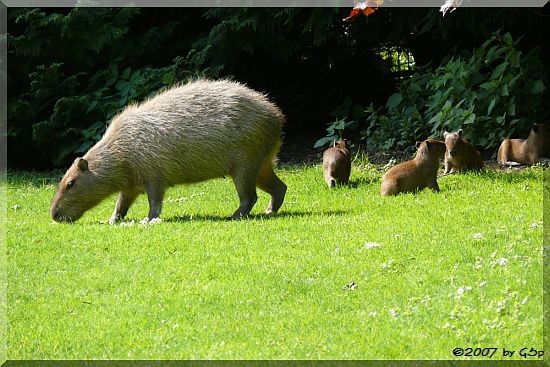 Capybara