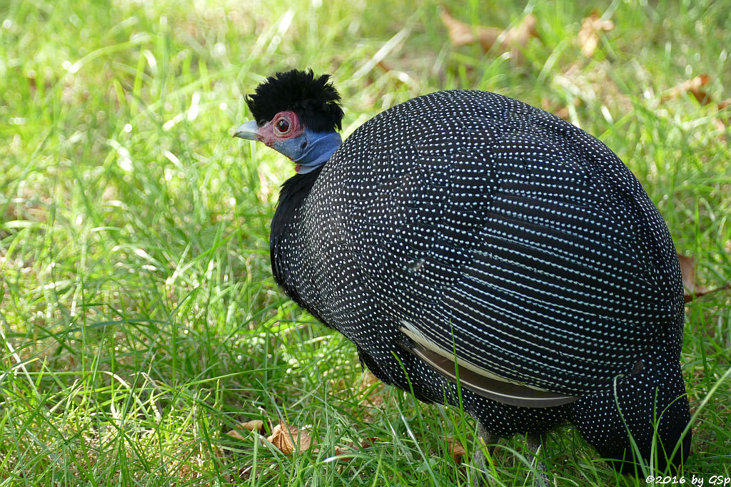 Kräuselhauben-Perlhuhn