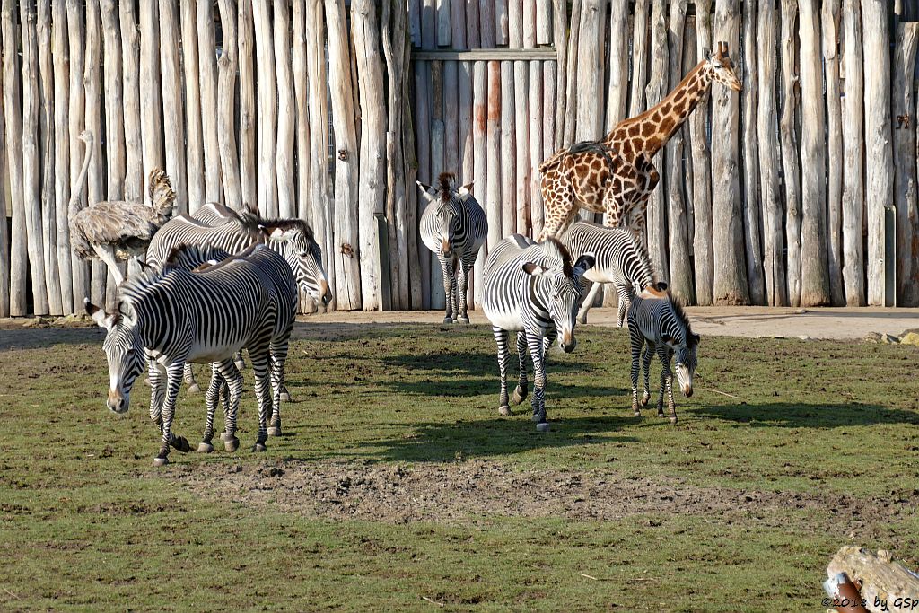 Nordafrikanischer Strauß (Nordafrikanischer Rothalsstrauß), Grévy-Zebra, Rothschildgiraffe (Uganda-Giraffe, Baringo-Giraffe)