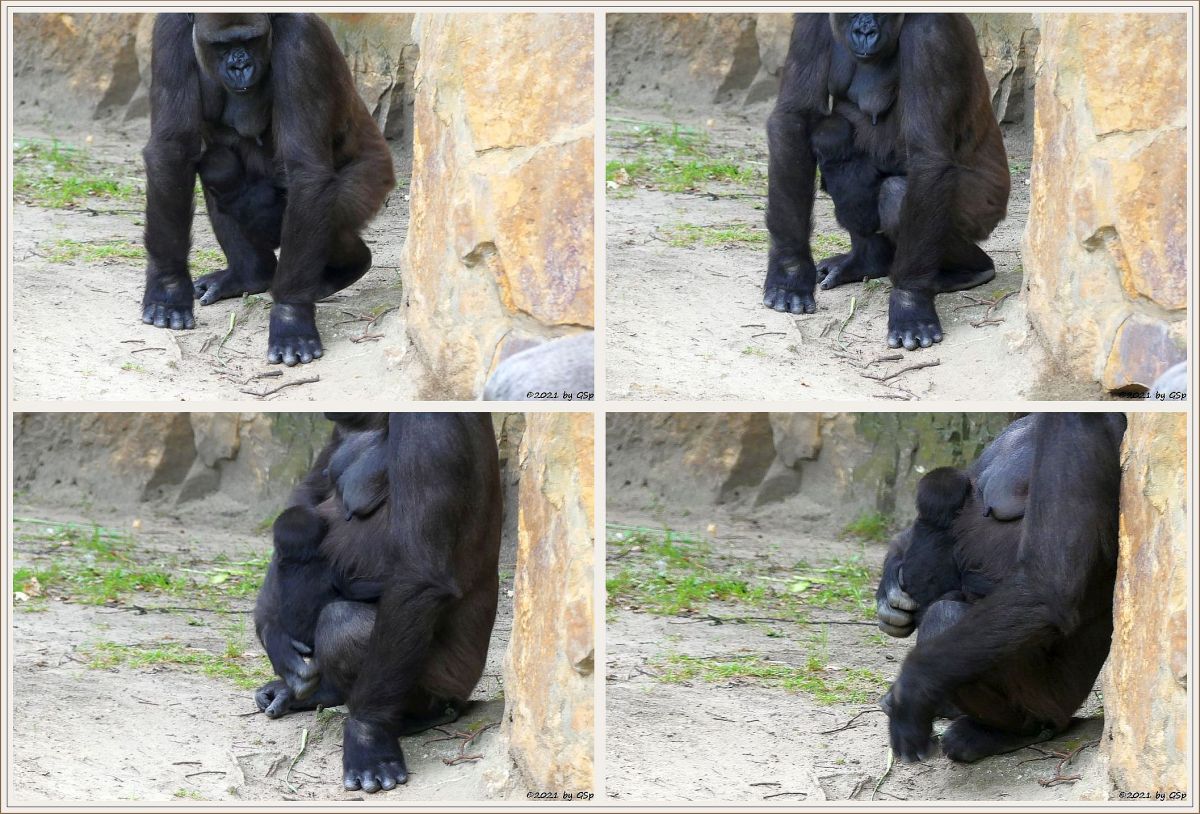 Flachlandgorilla TILLA (geb. 15.2.21) mit Mama BIBI