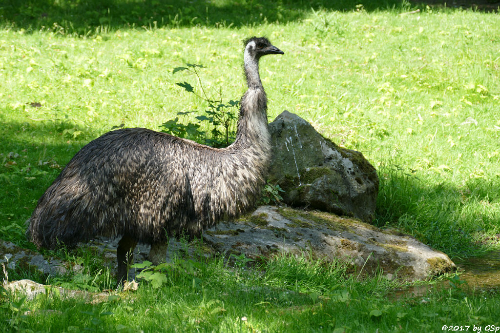 Emu