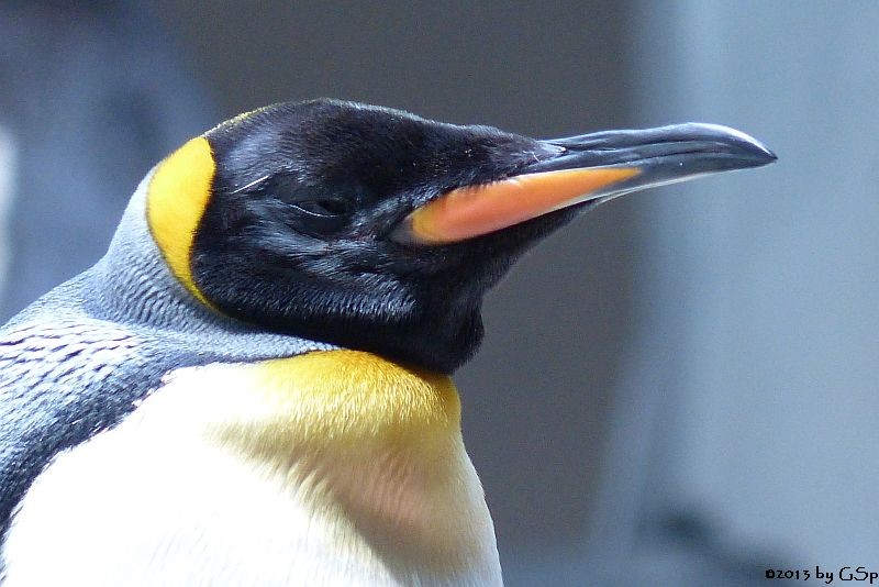 Königspinguin