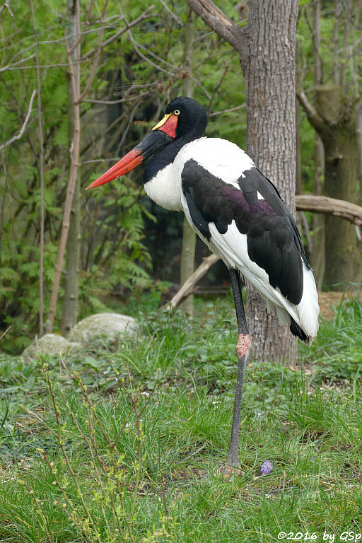 Sattelstorch