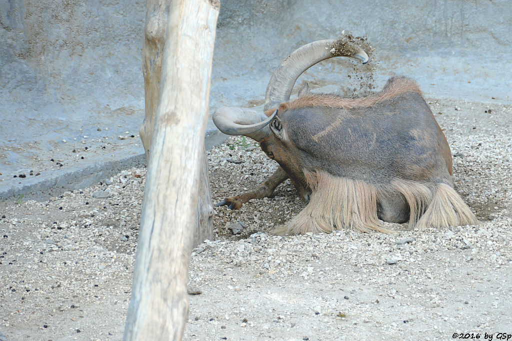 Mähnenspringer (Mähnenschaf)