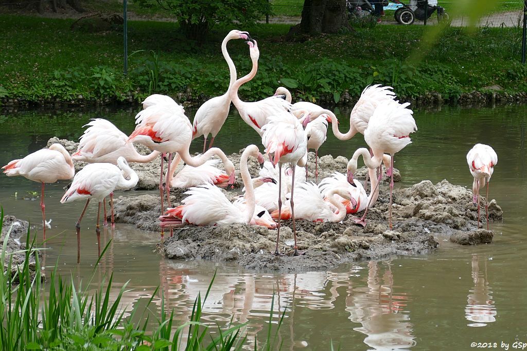 Rosaflamingo (Europäischer Flamingo)