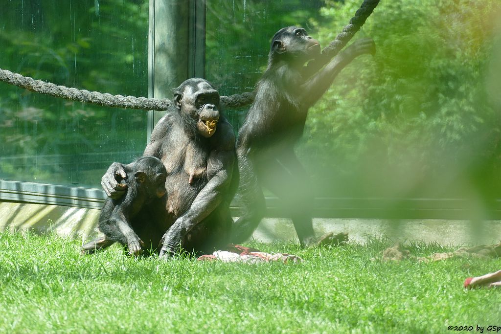 Bonobo (Zwergschimpanse)