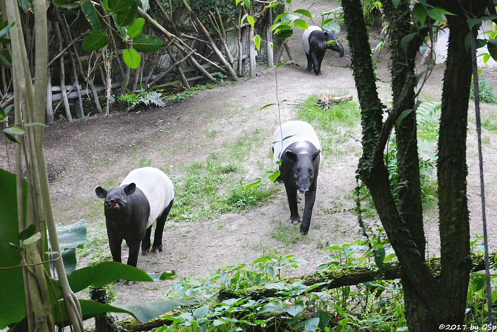 Schabrackentapir (Malaysischer Tapir) COPASIH, LAILA und KETIGA