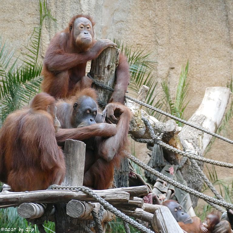 Sumatra-Orang-Utan