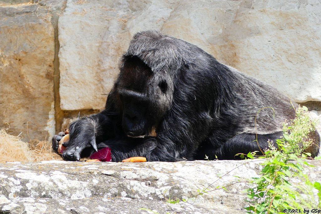 Flachlandgorilla FATOU (64 J.)