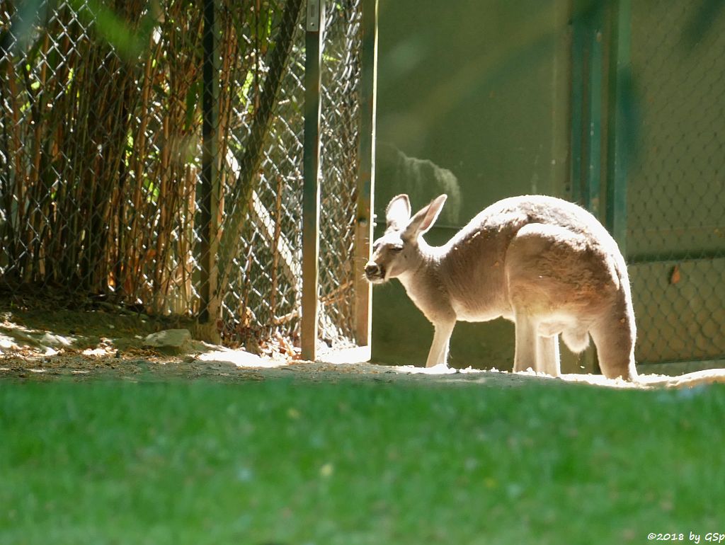 Rotes Riesenkänguru