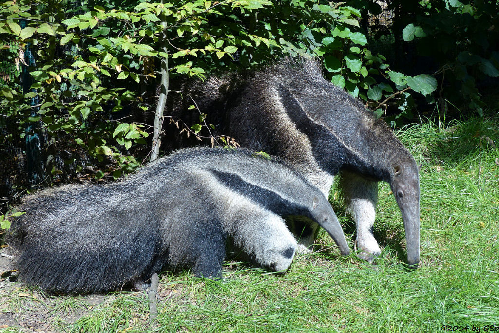 Großer Ameisenbär, Jungtier geb. am 3.3.14