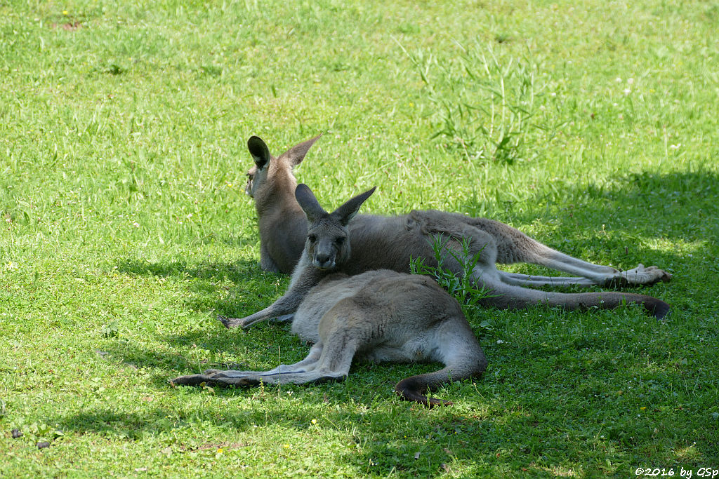 Östliches Graues Riesenkänguru