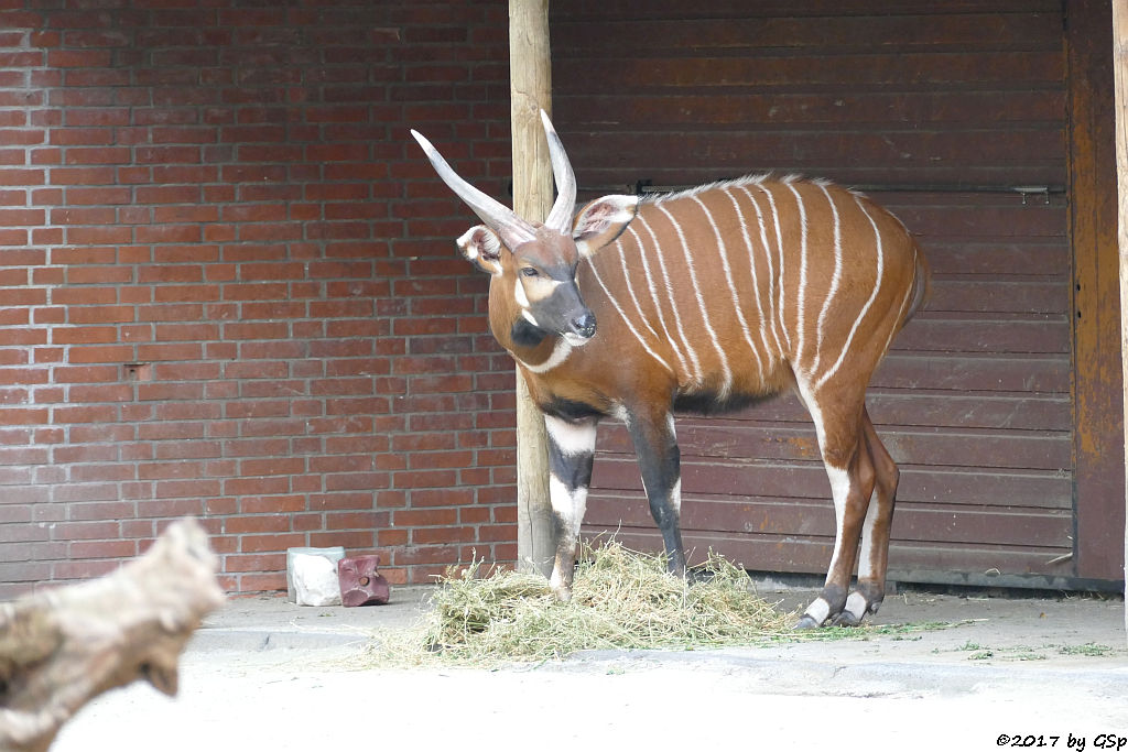 Östlicher Bongo (Kenia-Bongo, Bergbongo)