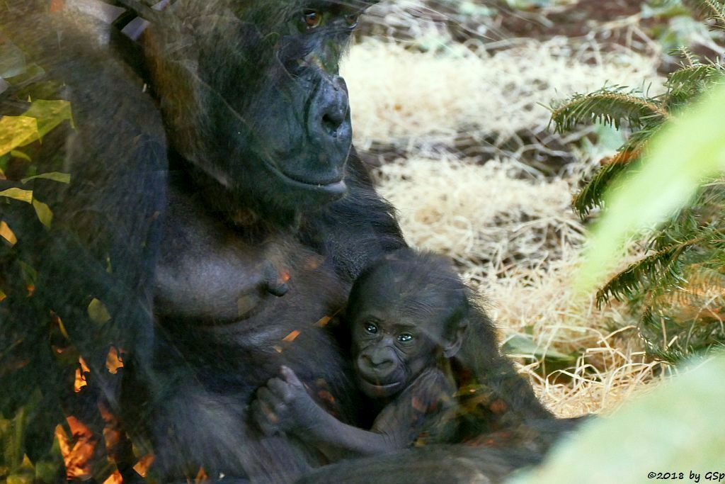 Flachlandgorilla TUANA mit Jungtier, geb. 11.1.18 (2 Wochen alt)