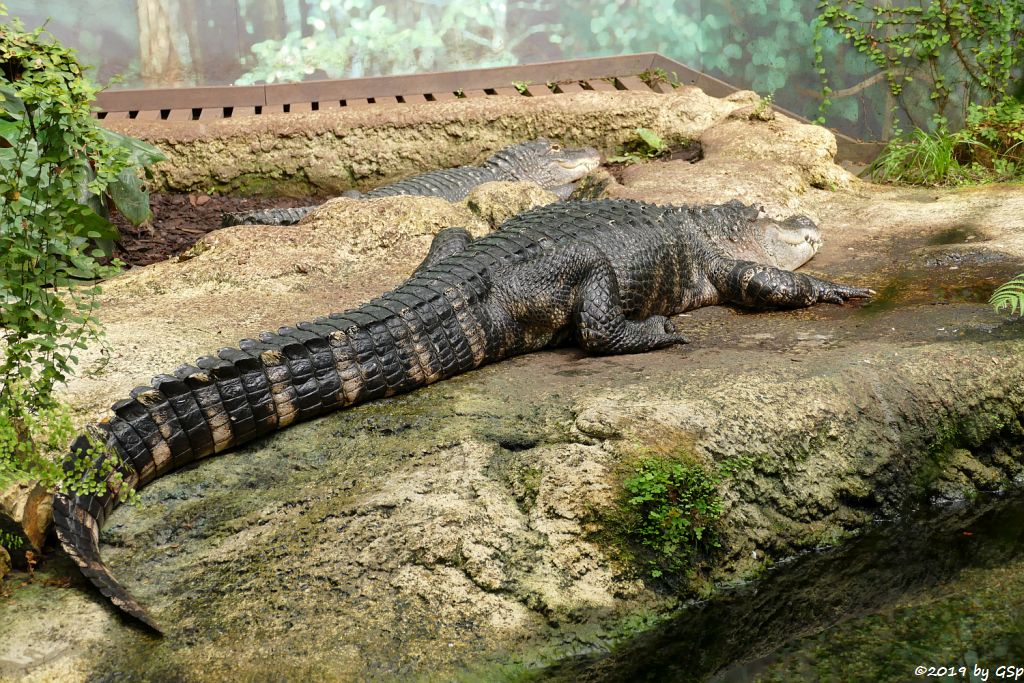 Mississippi-Alligator (Hechtalligator)