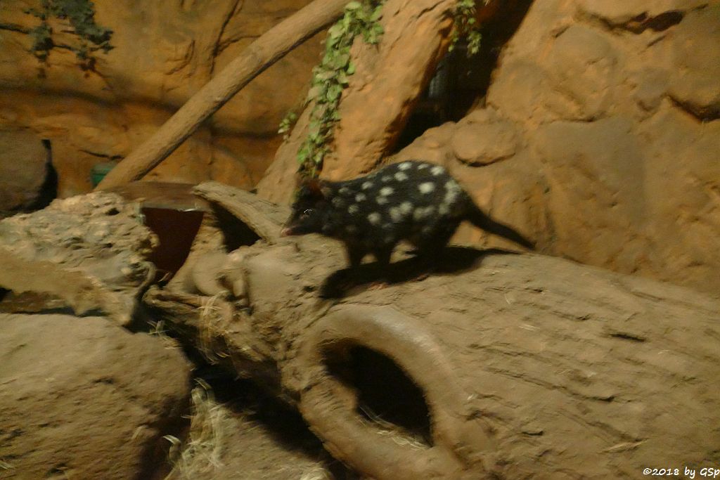 Tüpfelbeutelmarder (Östlicher Beutelmarder, Ostquoll)