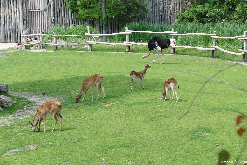 Weißnacken-Moorantilope (Mrs. Grays Wasserbock), Nordafrikanischer Strauß (Nordafrikanischer Rothalsstrauß)