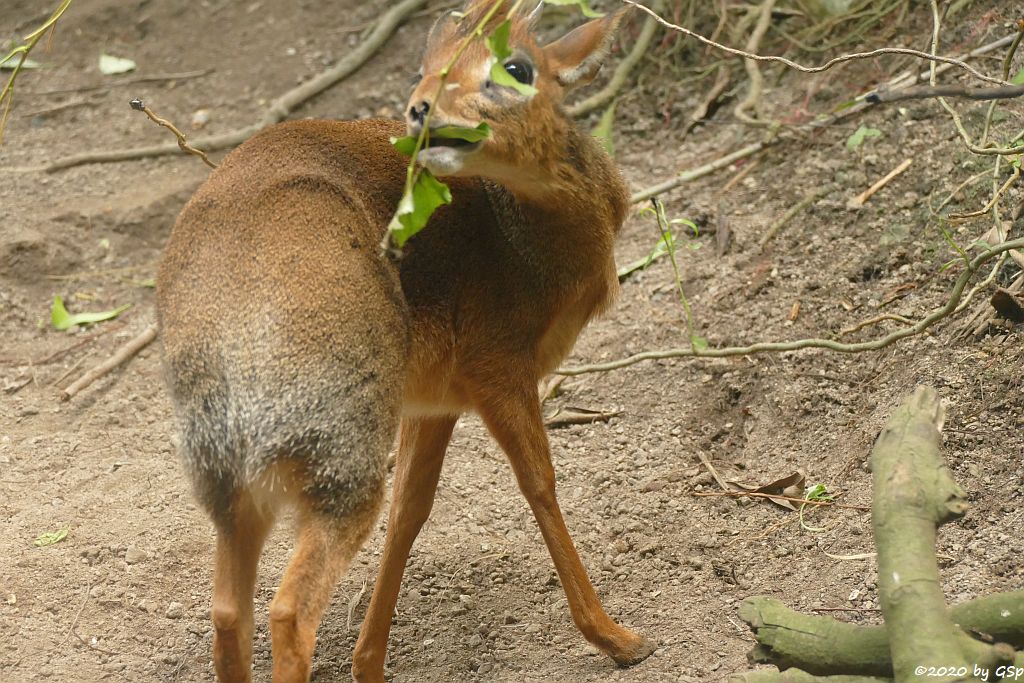 Kirk-Dikdik (Kirk-Rüsseldikdik, Kirks Zwergrüsseldikdik)