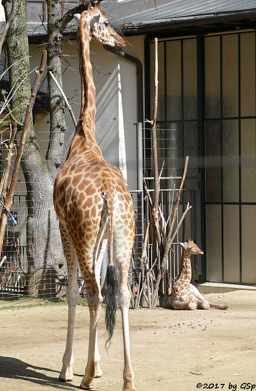 Kardofan-Giraffe mit ONONG, geb. am 28.02.17 (3 12 Wo.alt)