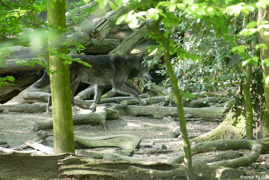 Westlicher Timberwolf (Mackenzie-Valley-Wolf)