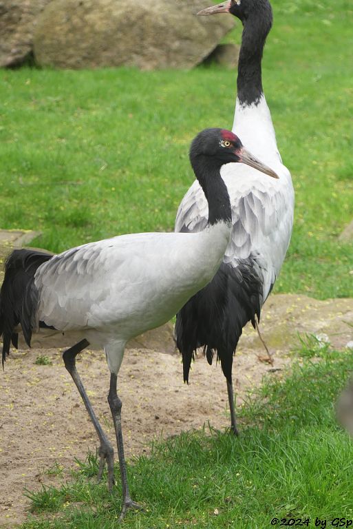 Zoo Halle: Schwarzhalskranich
