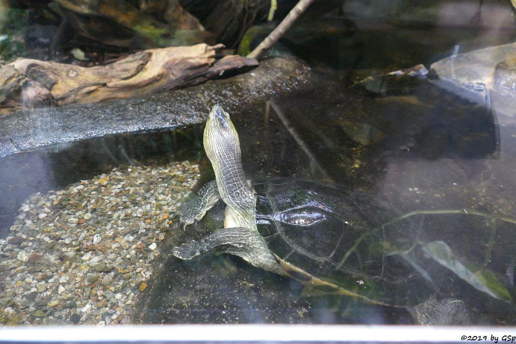 Chinesische Streifenschildkröte