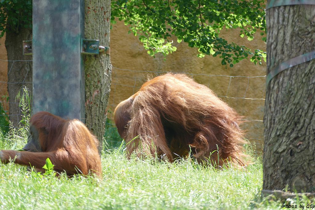 Sumatra-Orang-Utan