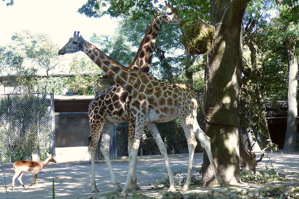 Impala, Rothschild-Giraffe