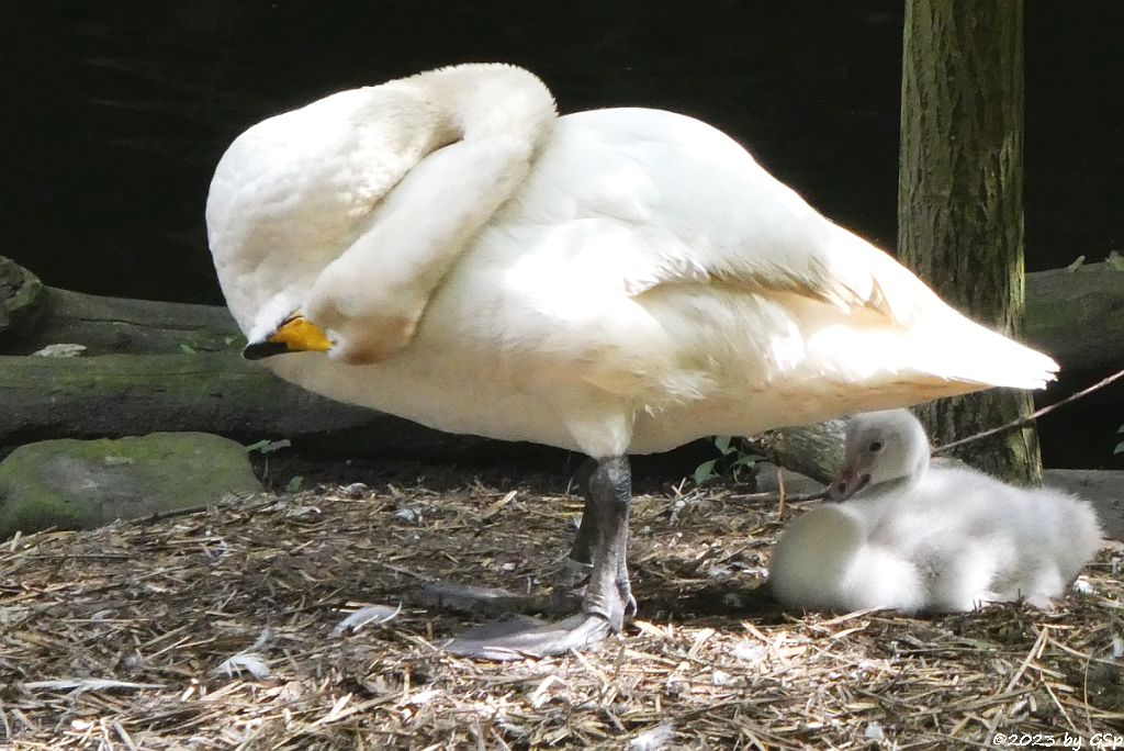 Singschwan, Küken geschlüpft am 29.5.23