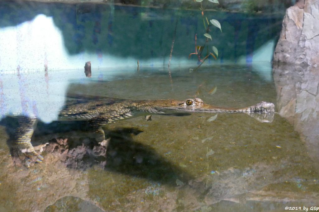 Australisches Süßwasserkrokodil (Johnstonkrokodil)