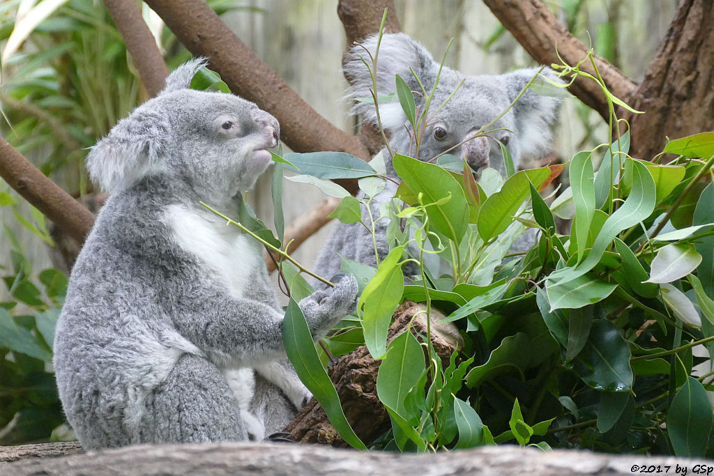 Queensland-Koala