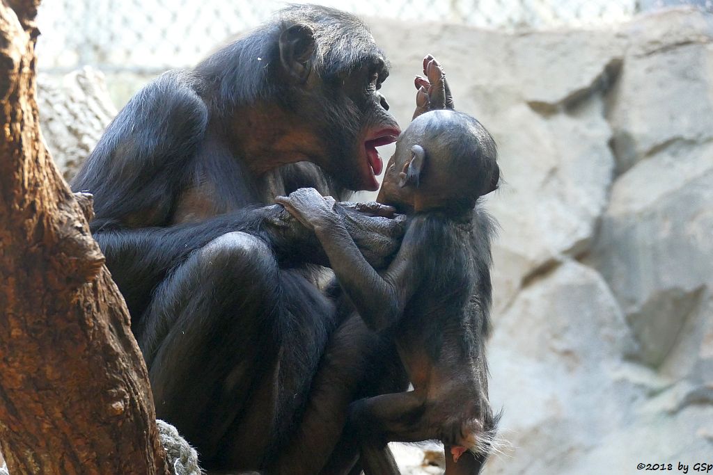 Bonobo (Zwergschimpanse)