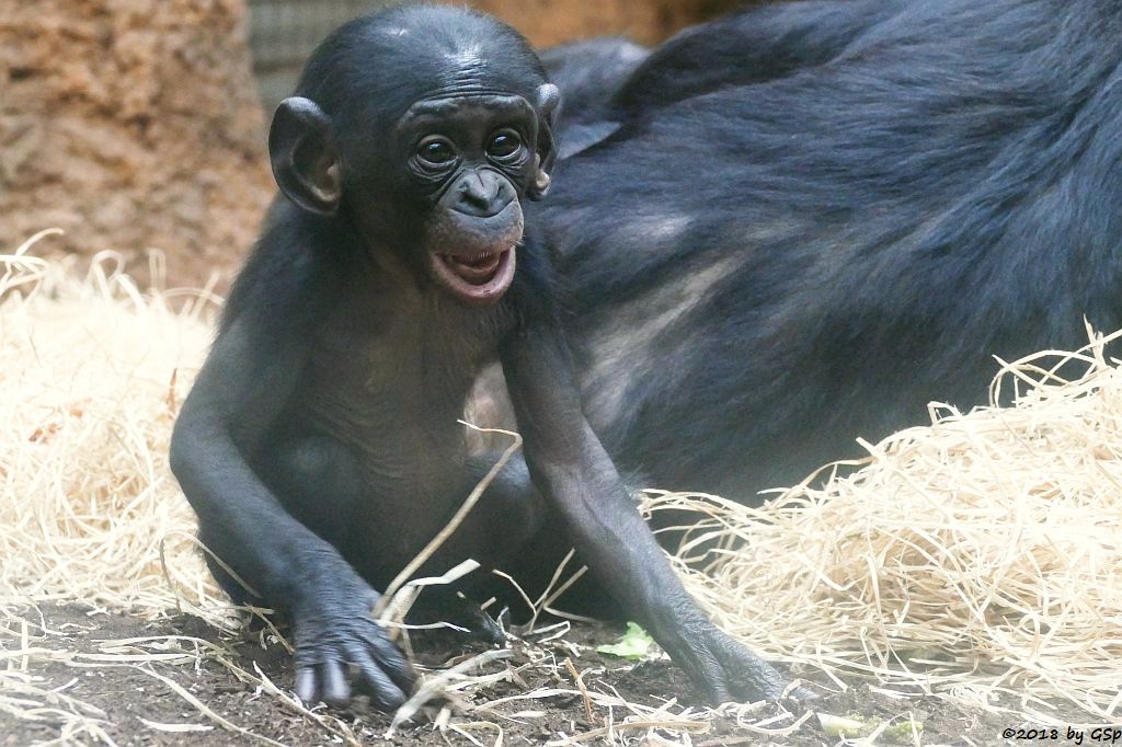 Bonobo (Zwergschimpanse)