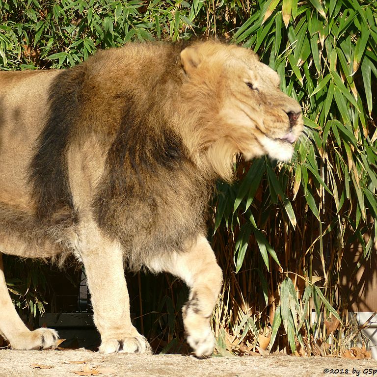 Asiatischer (Indischer) Löwe KUMAR