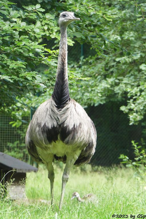 Nandu (Gewöhnlicher Nandu)