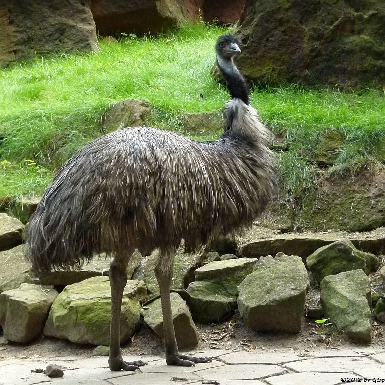 Emu