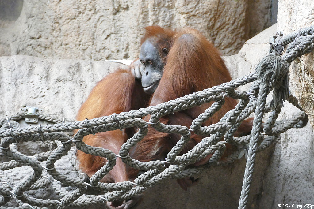 Sumatra-Orang-Utan