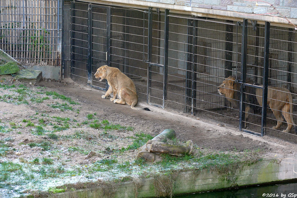 Asiatischer Löwe