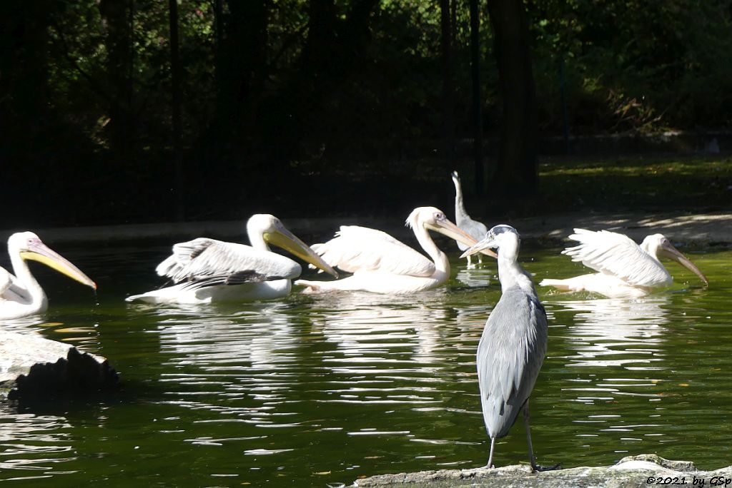 Rosapelikan (Gewöhnlicher Pelikan), Graureiher (Fischreiher)