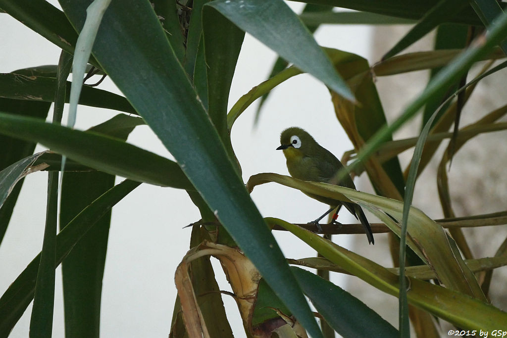 Kilimandscharo-Bergbrillenvogel