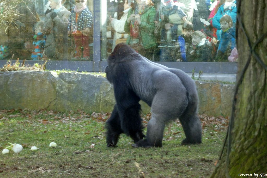 Flachlandgorilla