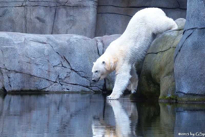 Eisbär