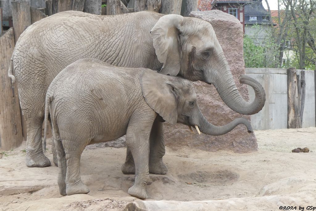 Elefanten Zoo Halle: TAMIKA, PORI